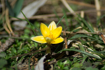 First spring flower in a garden, blooming crocus outdoors, yellow springtime flower in a meadow, single flower