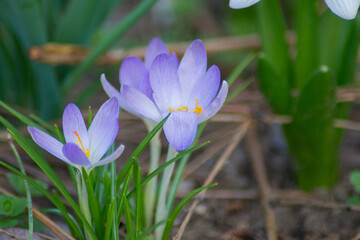 First spring flowers in a garden, blooming crocuses outdoors, purple springtime flowers in a meadow, wild flowers
