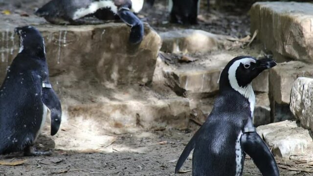 plusieurs manchots dans un parc animalier	