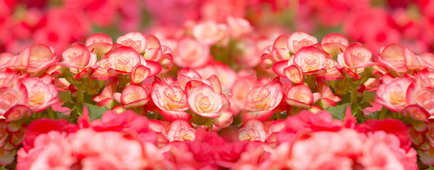 Fototapeta premium Pattern of beautiful natural red and pink begonia flowers texture full blooming in flower garden for background and wallpaper