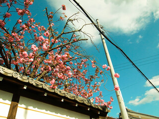 Cherry blossom (sakura flower)with sky and Japanese architecture in a street.