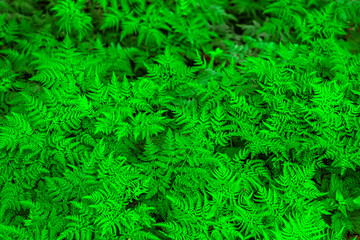 Naklejka na ściany i meble Top view of many ferns leaves. Nature background