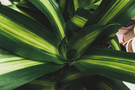 Dracaena fragrans massangeana tropical African bush leaf pattern