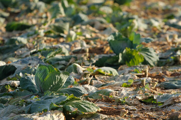 Landscape view of a freshly growing cabbage field.