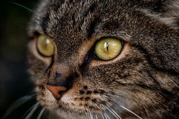 Portrait of a cat. Close up of one tabby cat face. Bright yellow eyes with black pupil. Felis catus.