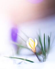Blossom of a beautiful yellow crocus growing through the snow in spring