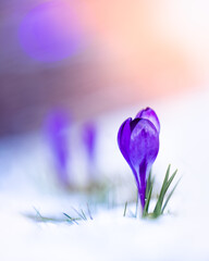 Blossom of a beautiful lilac crocus growing through the snow in spring
