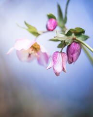 Blossom of a pink lenten rose (Helleborus orientalis) in spring with beautiful colors