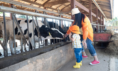 Fototapeta premium asian kid in a farmer dress feeding some milk to a cow