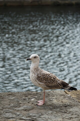 Seagull standing on the bank of the river