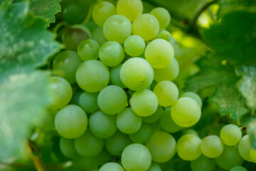 Green grapes on a vine in Tiraspol, Transnistria