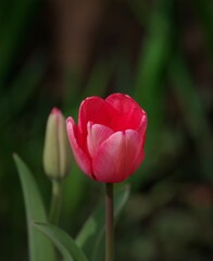 red tulip flower