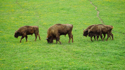 Herd of buffalo grazing on a green grass field