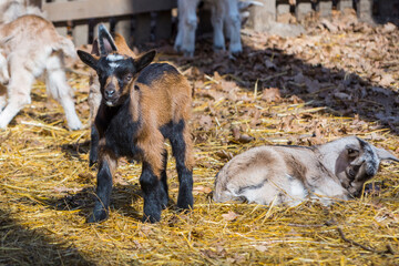 Domestic goat kids in a barnyard in a sunny weather