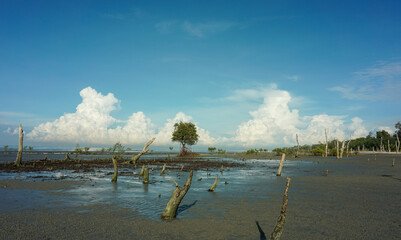 Landscape of deforested mangrove forest view during low tide beach in Selangor, Malaysia.
