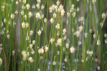 Eleocharis palustris, the common spike-rush  or marsh spike-rush, is a species of perennial...