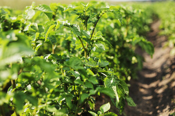 Young potato plant growing on the soil.Potato bush in the garden.Healthy young potato plant in organic garden. Organic farming. Field of green potato bushes. selective focus. cope space