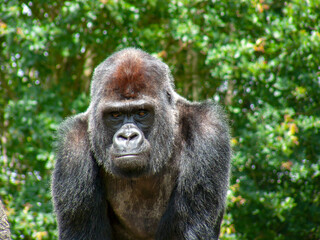 Gorille mâle en gros plan	
