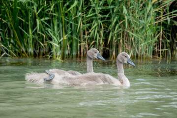Young swan in the lake at spring