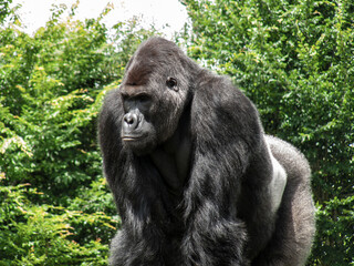 Gorille mâle en gros plan	