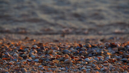 Obraz premium Seashells on the seashore. Waves in the background. Sunset on a summer day