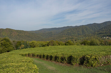 Obraz premium Tea fields against the backdrop of mountains. Suburbs of Sochi. The road among the bushes.