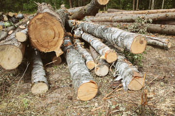 trunks of birch lie on the ground procurement of material for construction
