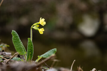 grosse Schlüsselblume