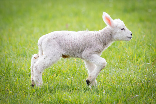 little lamb on the meadow