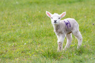 little lamb