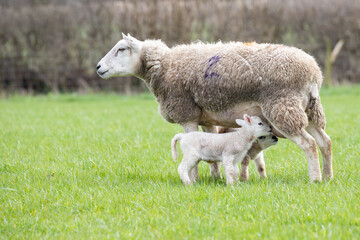 lamb and mother