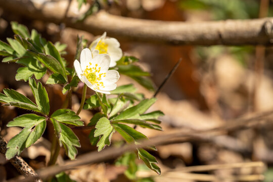 Buschwindr&ouml;schen, weisse Osterblume, anemone nemorosa, Hahnenfussgew&auml;chs, ranunculaceae