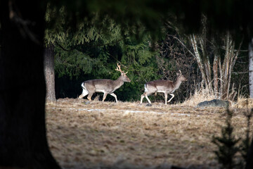 Amazing deer photos taken in the wilderness from a hide.