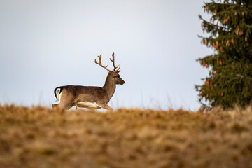 Amazing deer photos taken in the wilderness from a hide.