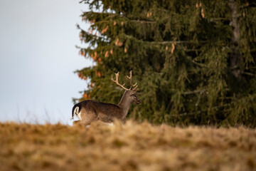 Amazing deer photos taken in the wilderness from a hide.