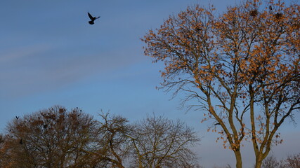 Gawron zwyczajny. Stado gawronów latających przy swoich gniazdach. Ptaki zbierające się wiosną w siedliskach - obrazy, fototapety, plakaty