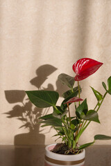 Houseplant red Anthurium andreanum. sun shadows on the wall. beige background. 
