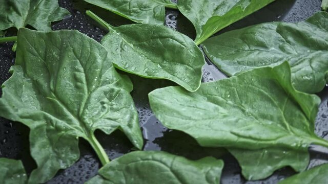 Fresh spinach with water drops rotating on black background.