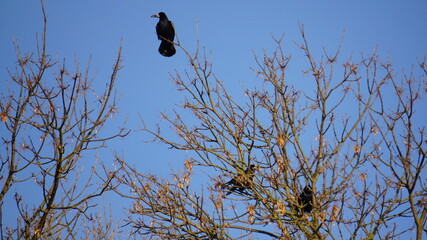 Gawron zwyczajny. Stado gawronów latających przy swoich gniazdach. Ptaki zbierające się wiosną w siedliskach - obrazy, fototapety, plakaty