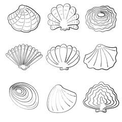 set of seashells ink sketch