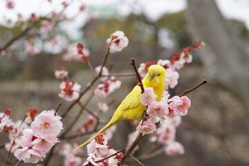 梅とセキセイインコ　ルチノー