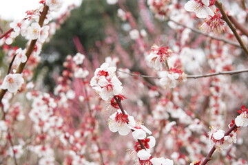梅林　大阪城公園