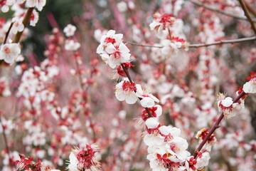 梅林　大阪城公園