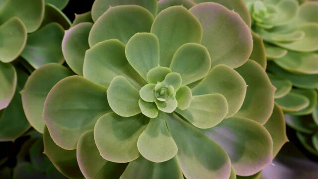 Sempervivum East Asian flower plant tropic pattern texture nature