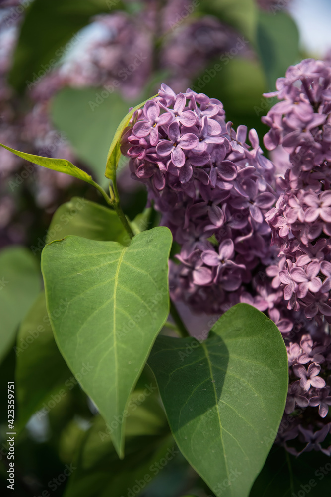 Poster Purple flowers of spring lilac. Spring garden	