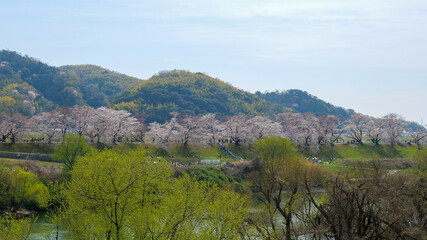 Fototapeta na wymiar 背割堤の桜並木 