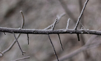 Tree branches are covered with hoarfrost. Seasonal change of weather.