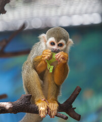 Squirrel Monkey in a forest (Saimiri sciureus)