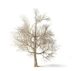 Tree without leaves isolated on white background. 3d illustration