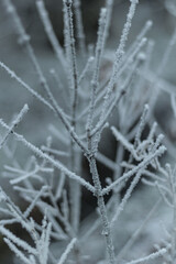 Tree branches are covered with hoarfrost. Seasonal change of weather.